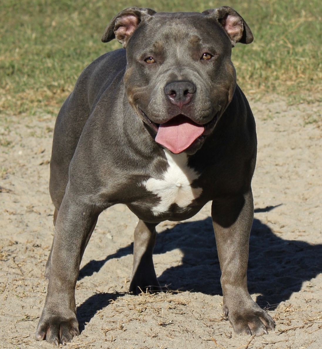 Dog Featured Image