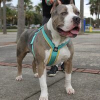 Bullshark Bullies Tex