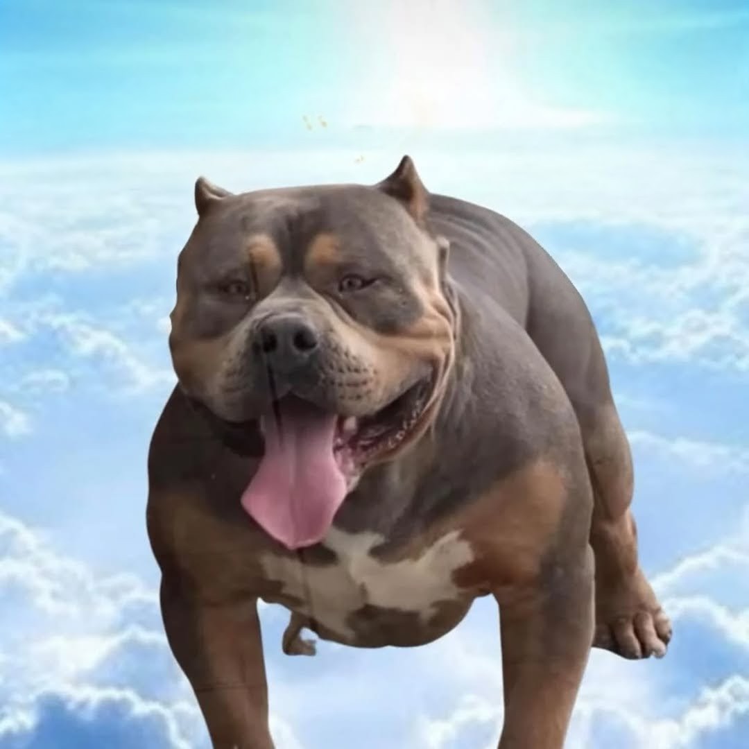 Dog Featured Image