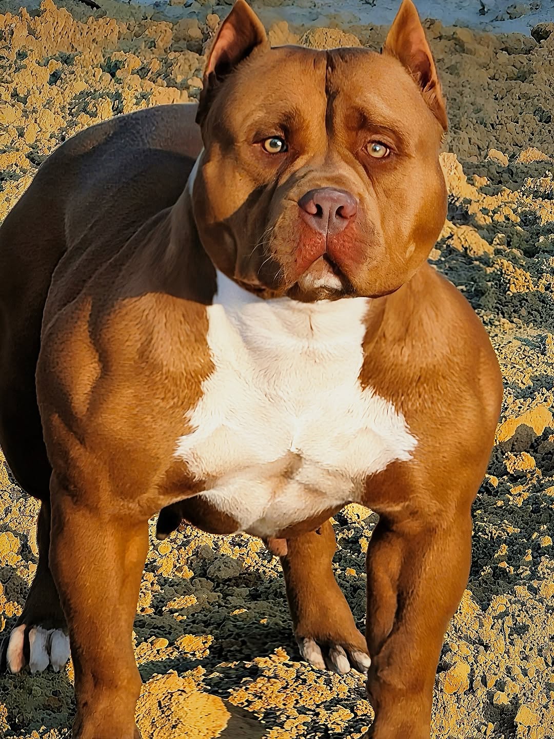 Dog Featured Image