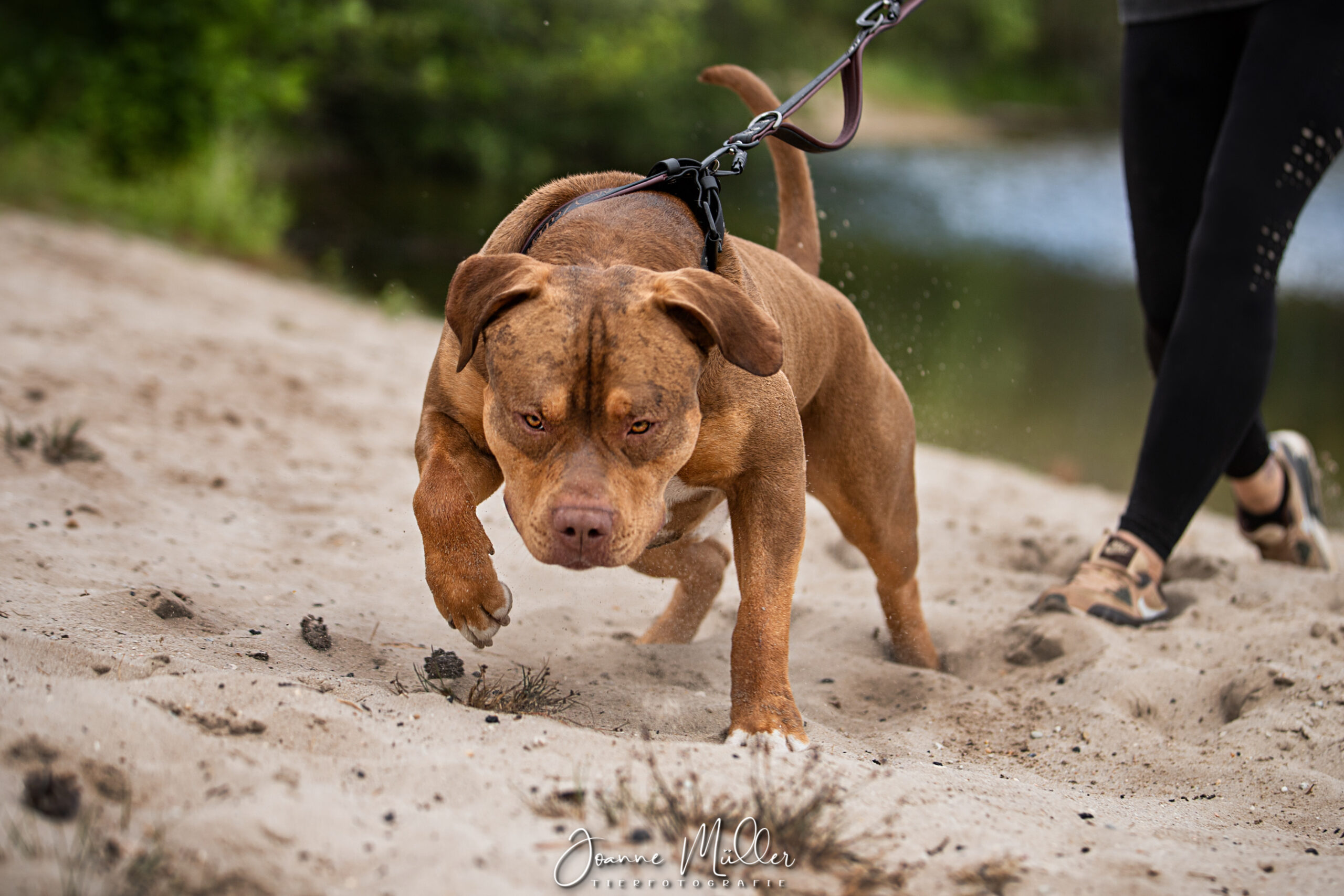 Dog Featured Image