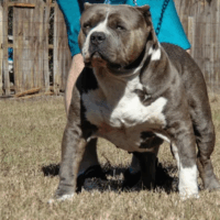 Best Blue’s Jimmy of Team Hamilton Bullies