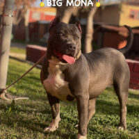 🔱Gapchs kennel bull BIG MONA 🔱