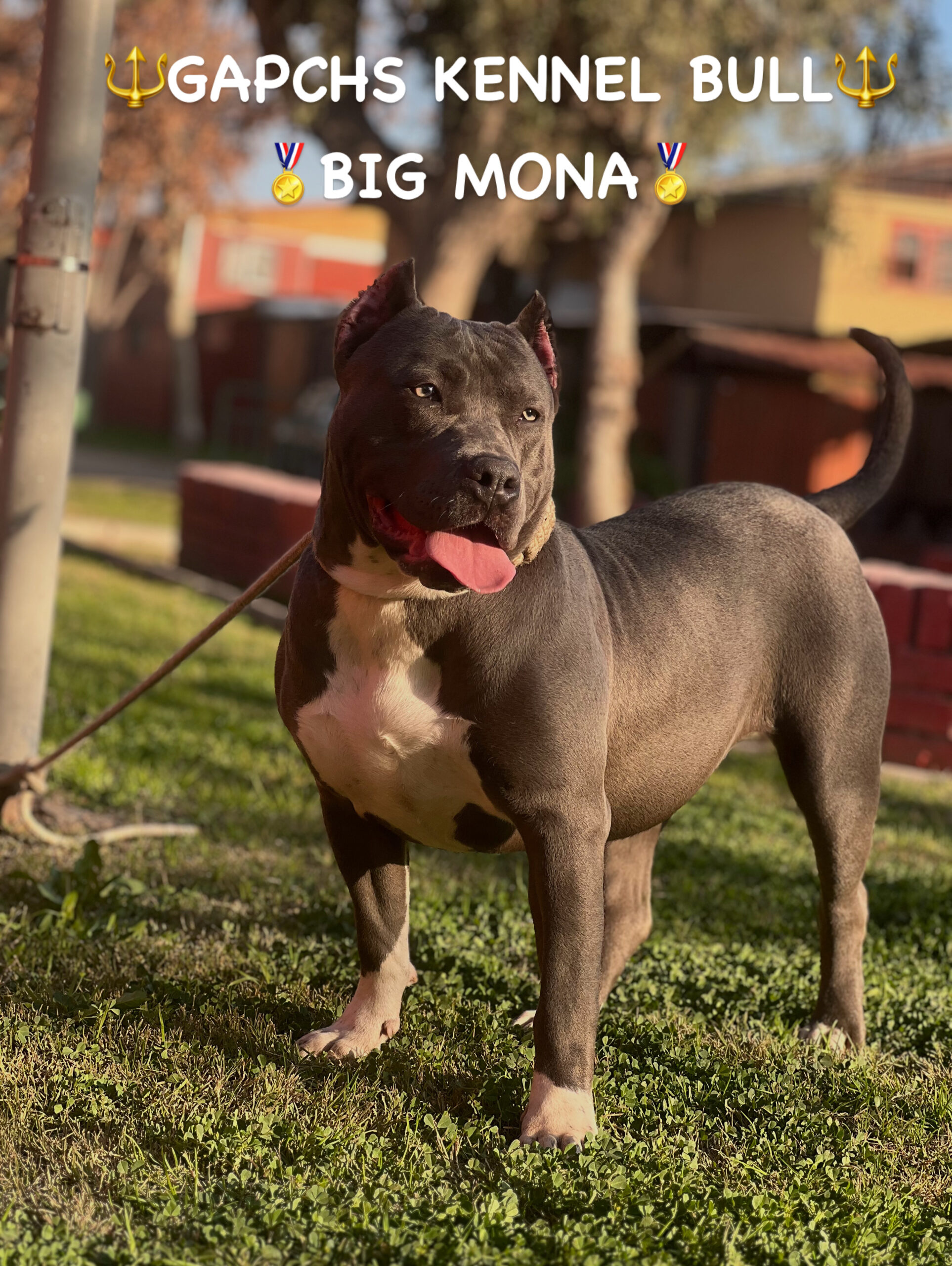 Dog Featured Image