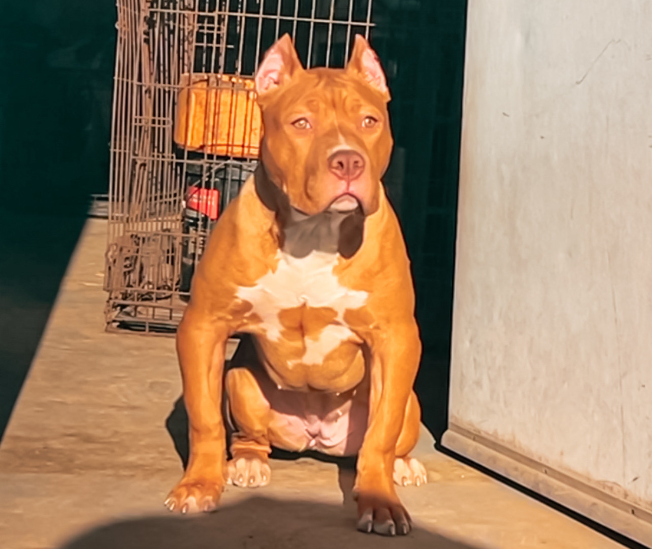 Dog Featured Image