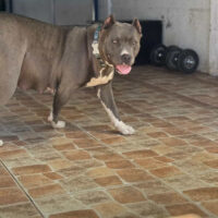 Gapchs kennel bull lightning