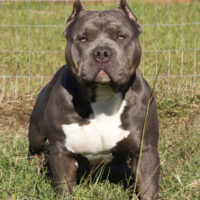 Bullshark Bullies Blazer