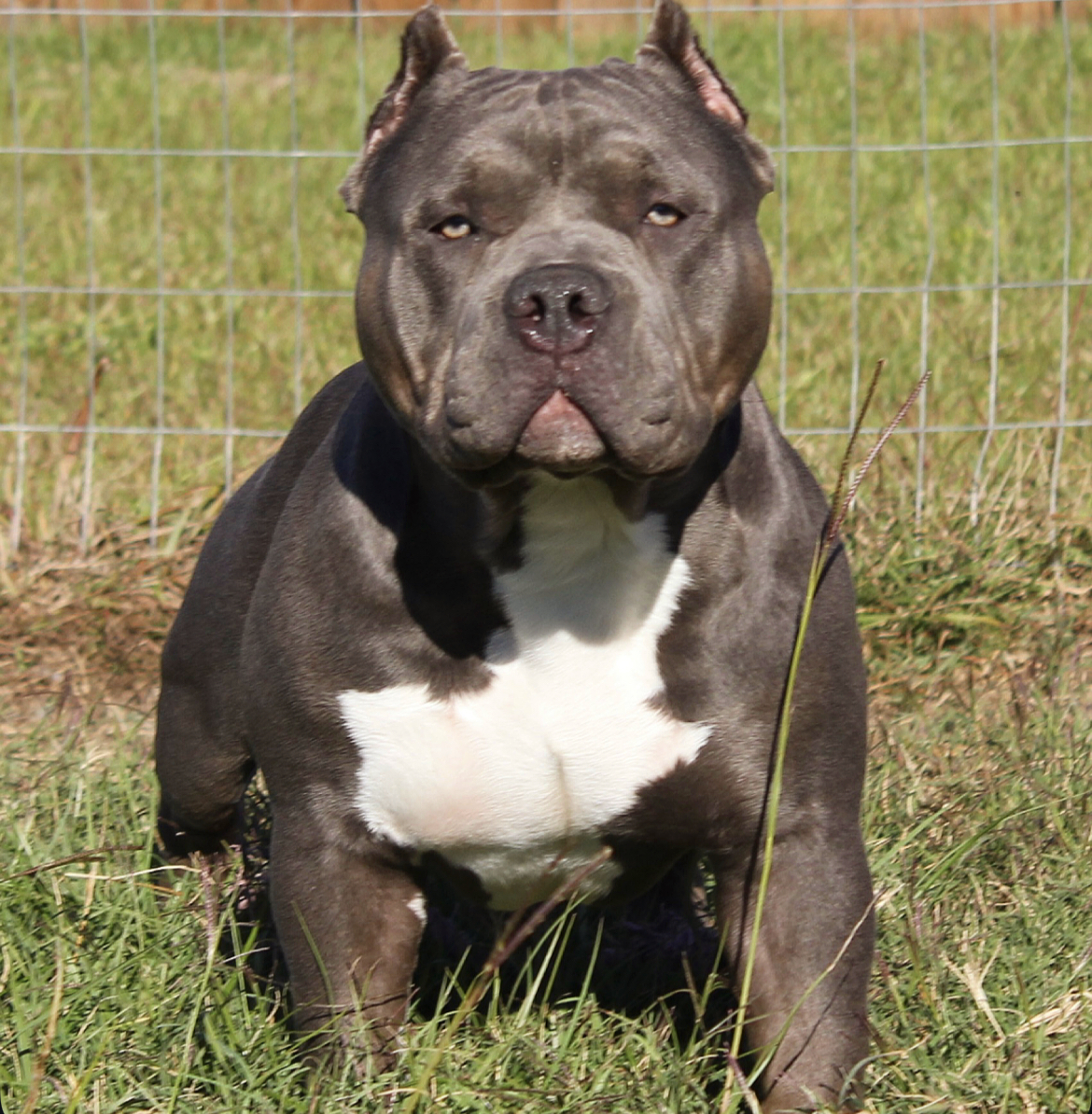 Dog Featured Image