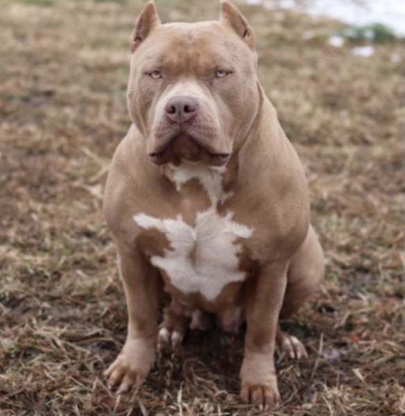 Dog Featured Image