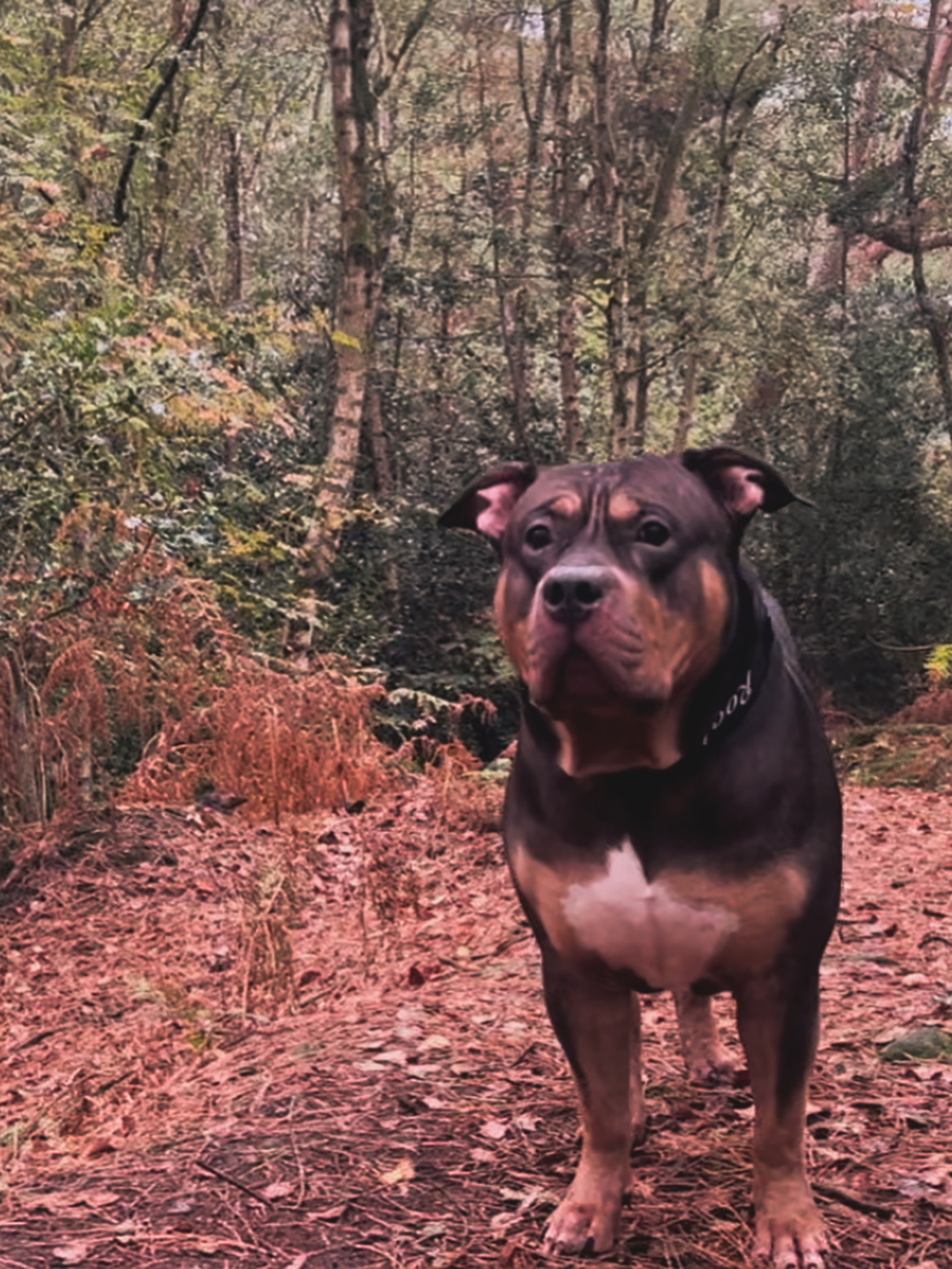 Dog Featured Image