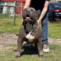STAGLINE’S JACKIE JR