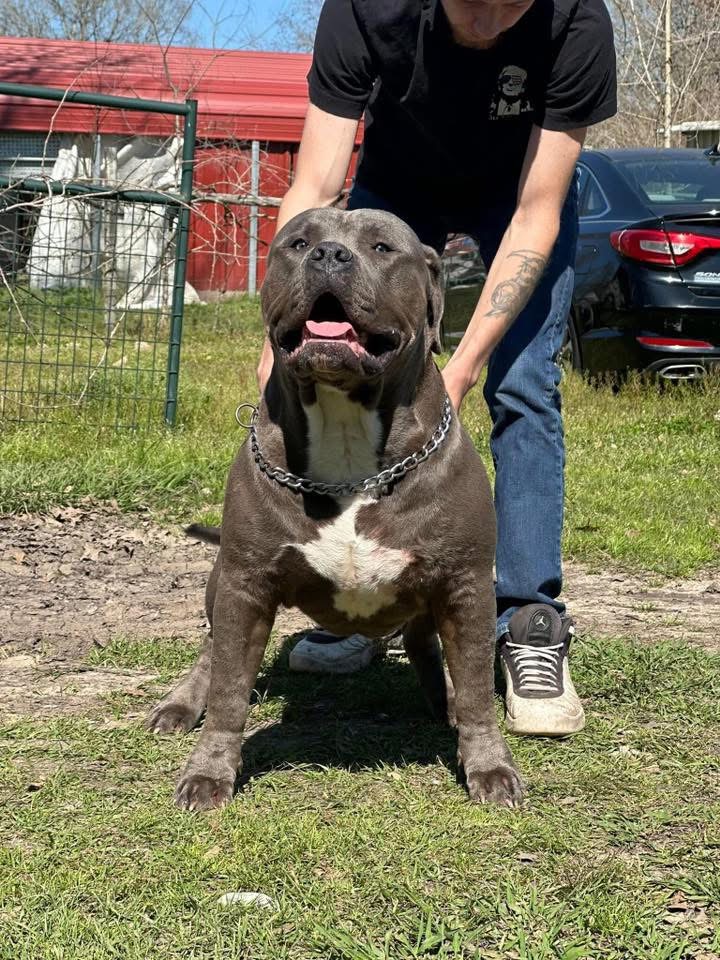 Dog Featured Image