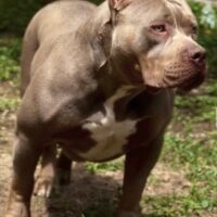 BCB JASMINE REED