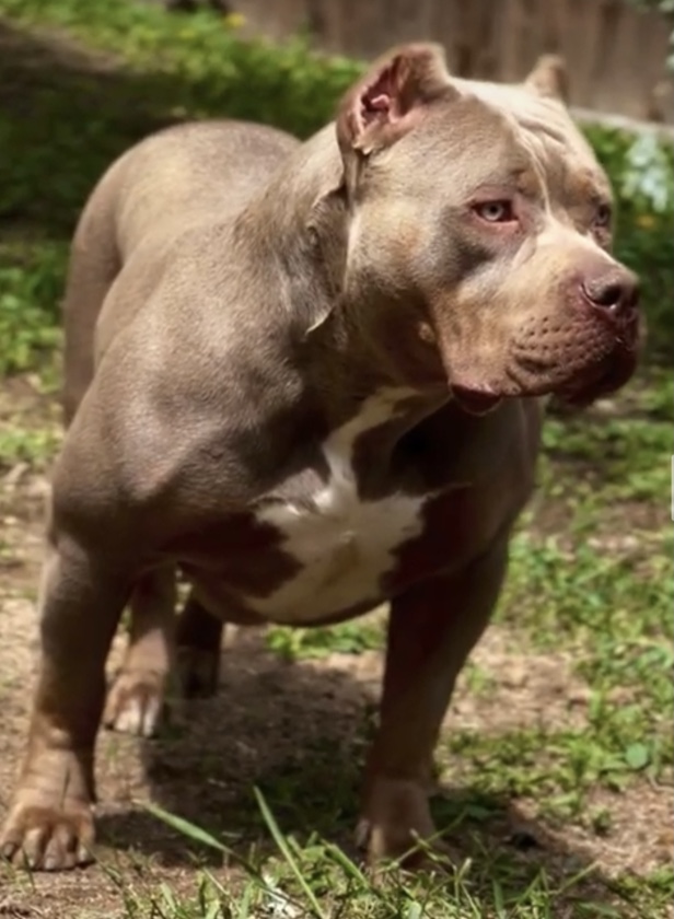 Dog Featured Image