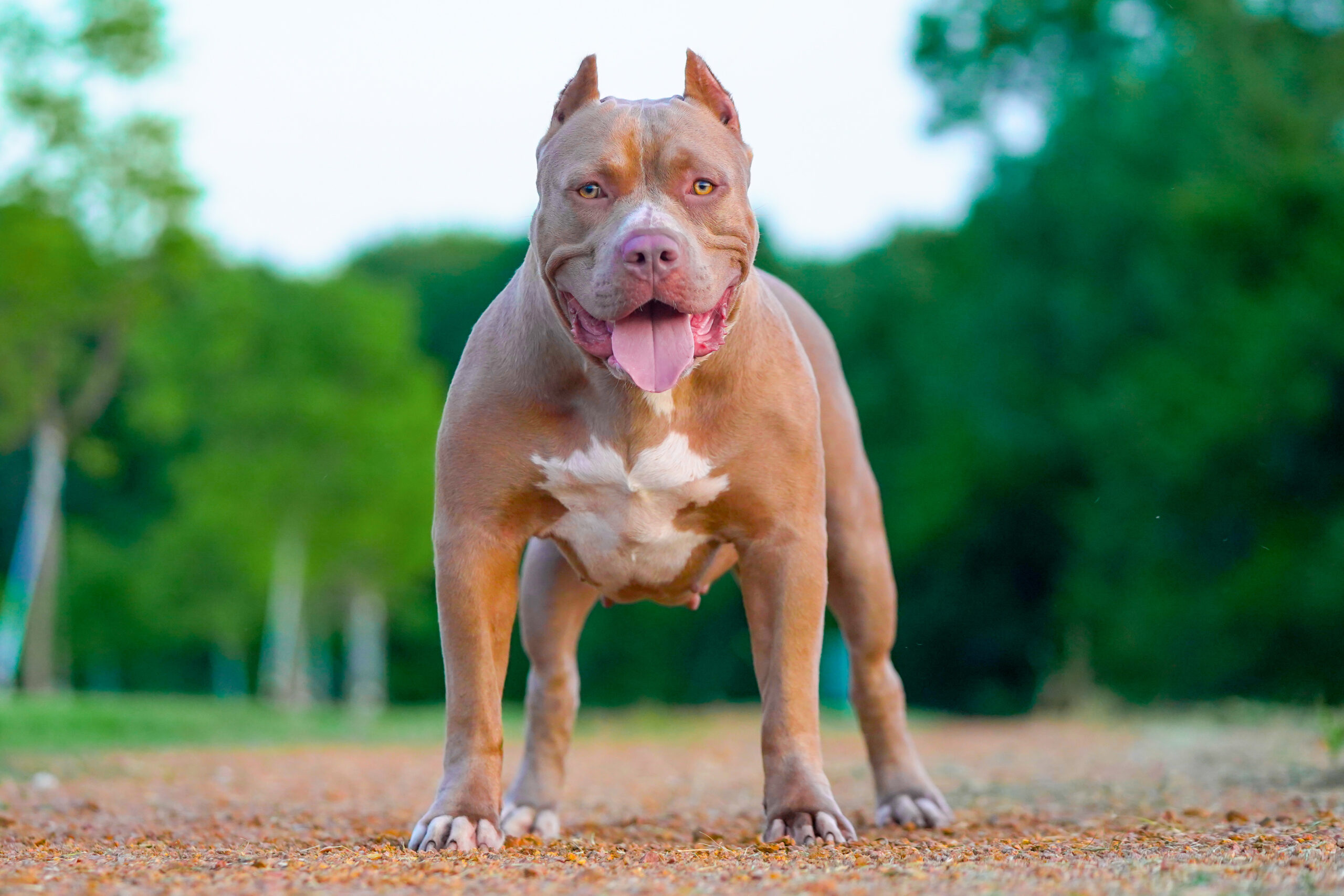 Dog Featured Image