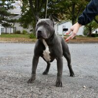 ARK’s Bruce Wayne