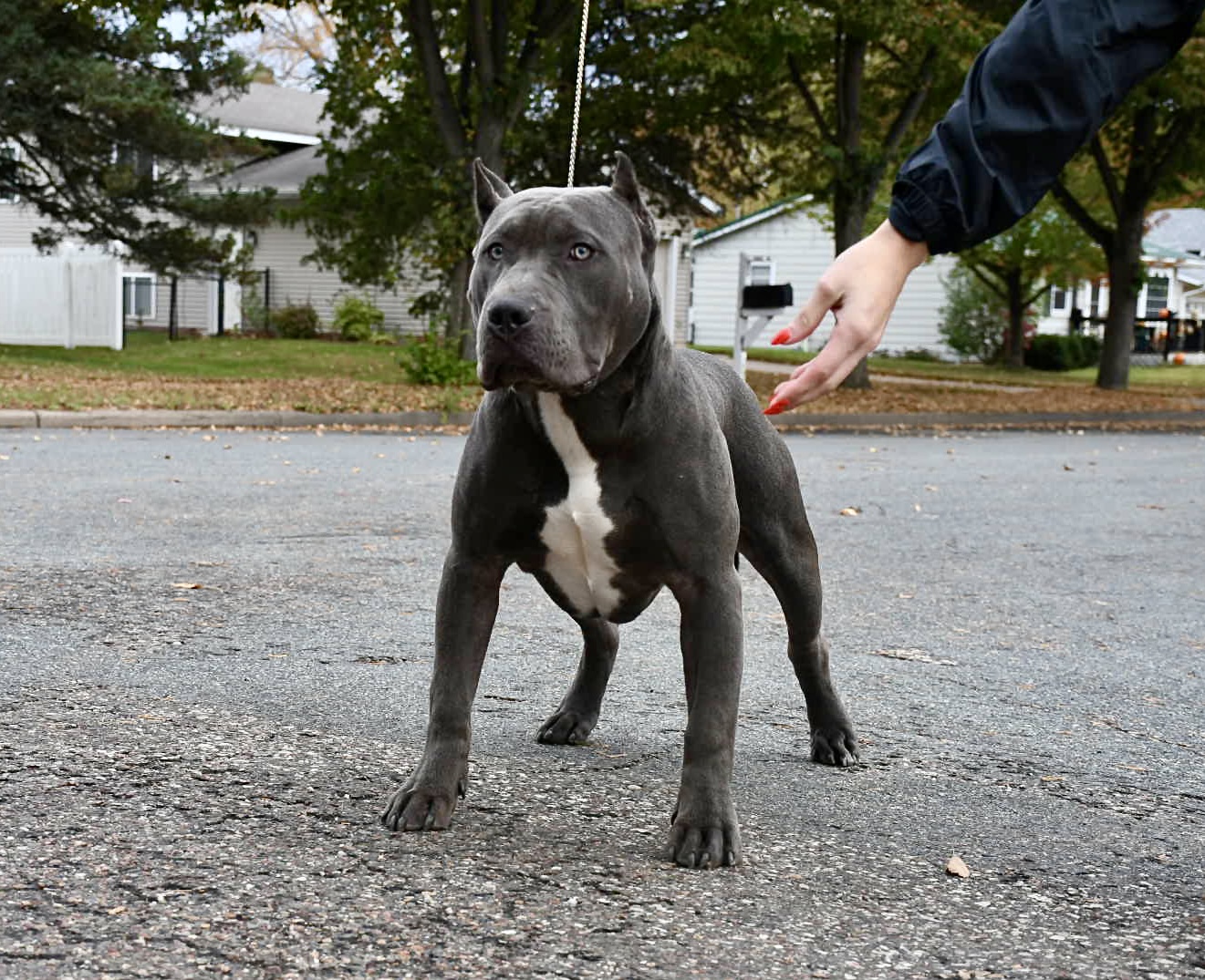 Dog Featured Image