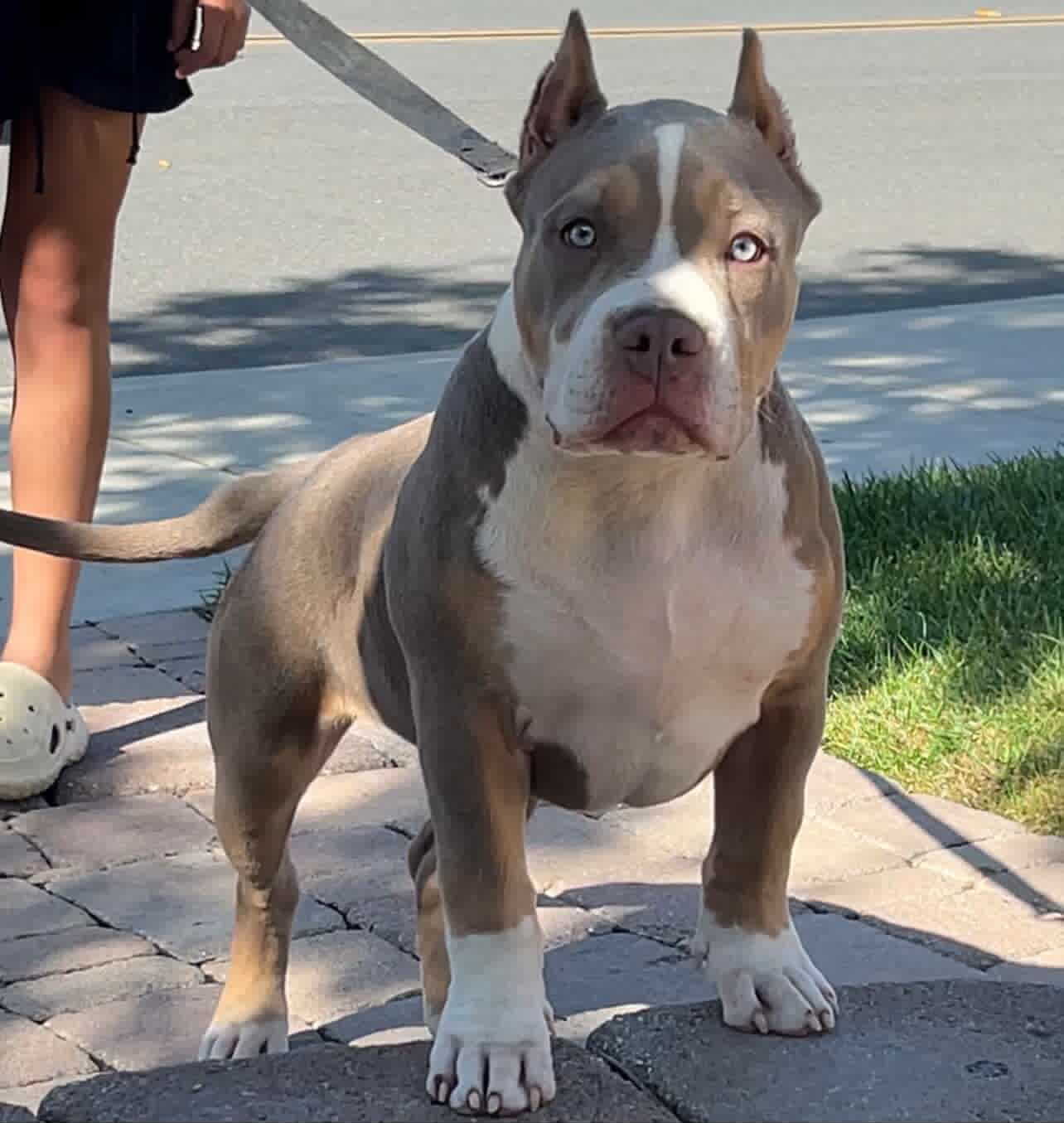 Dog Featured Image