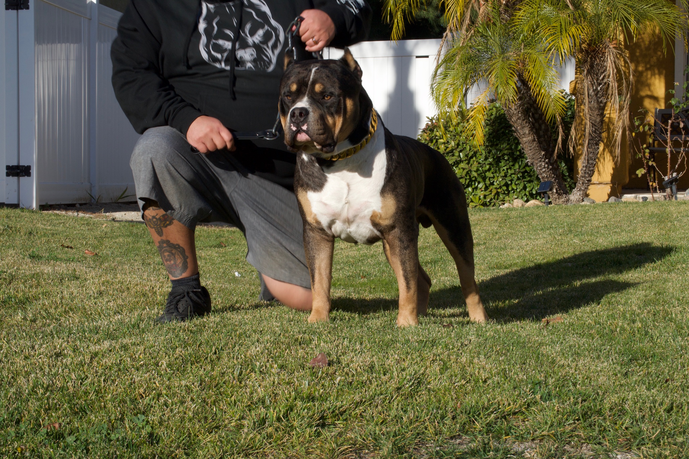 Dog Featured Image