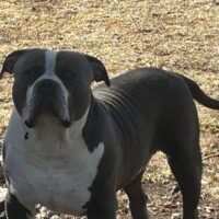 STAGLINE’S NEGAN