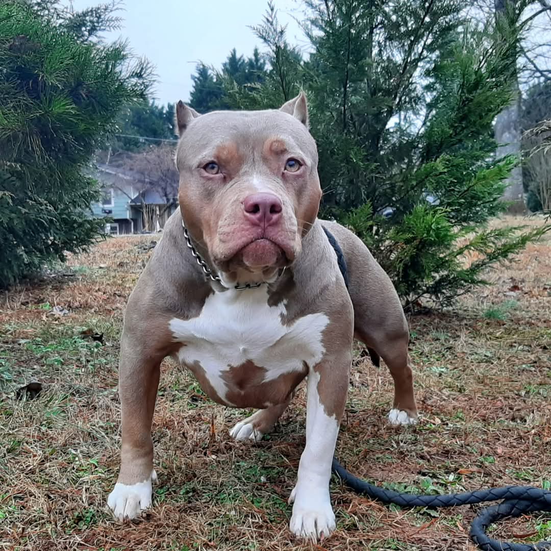 Dog Featured Image