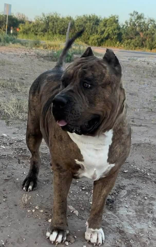 Dog Featured Image