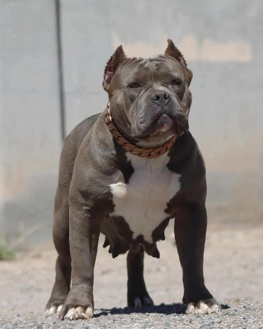 Dog Featured Image