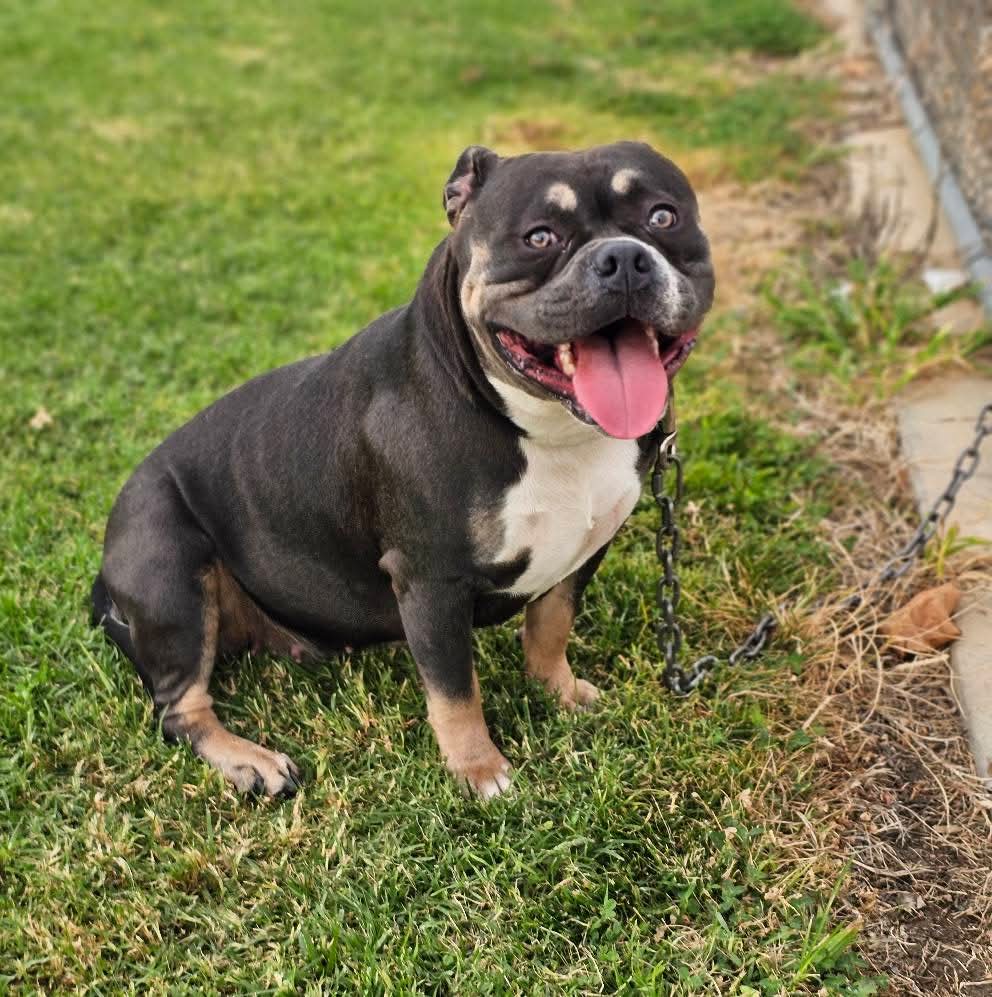 Dog Featured Image