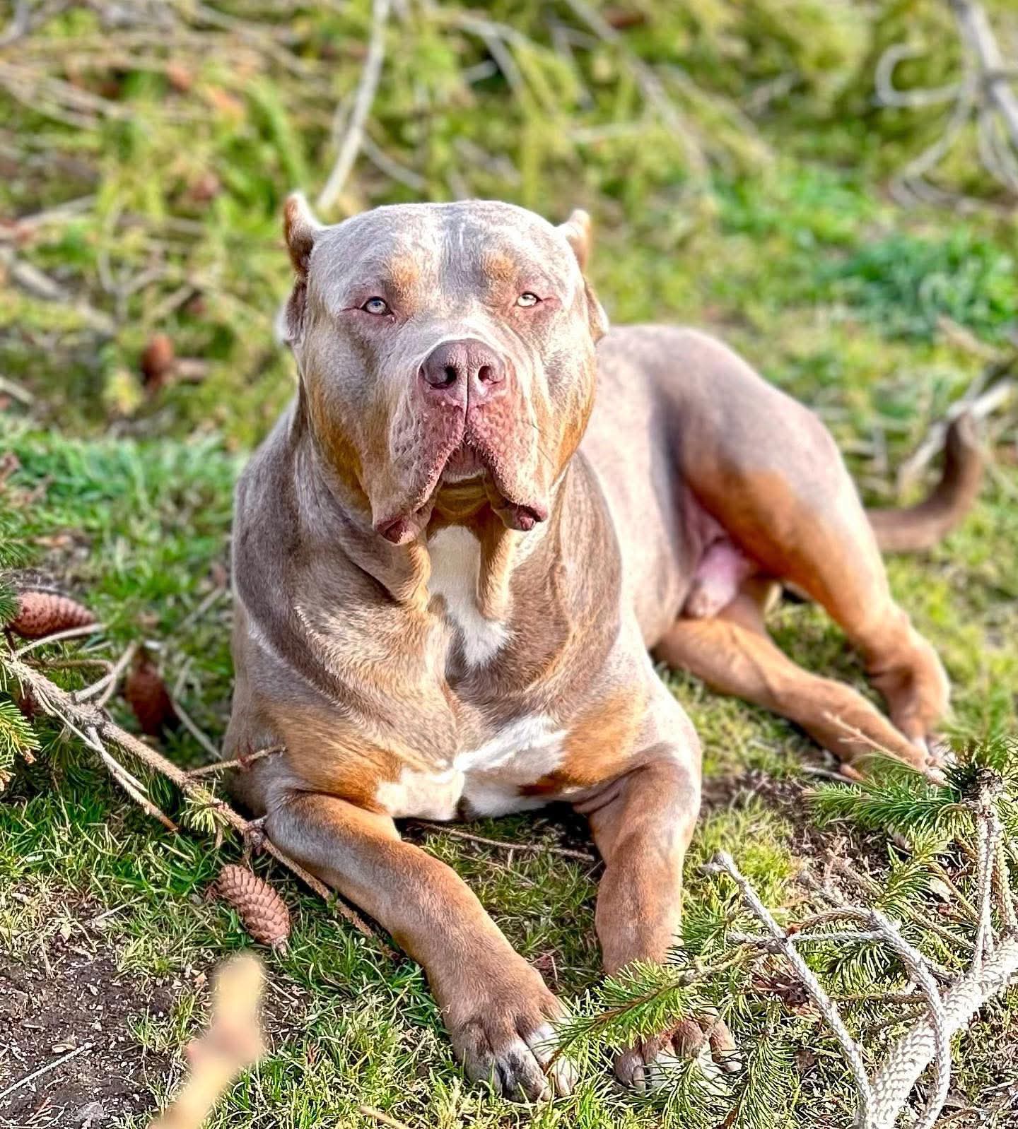 Dog Featured Image