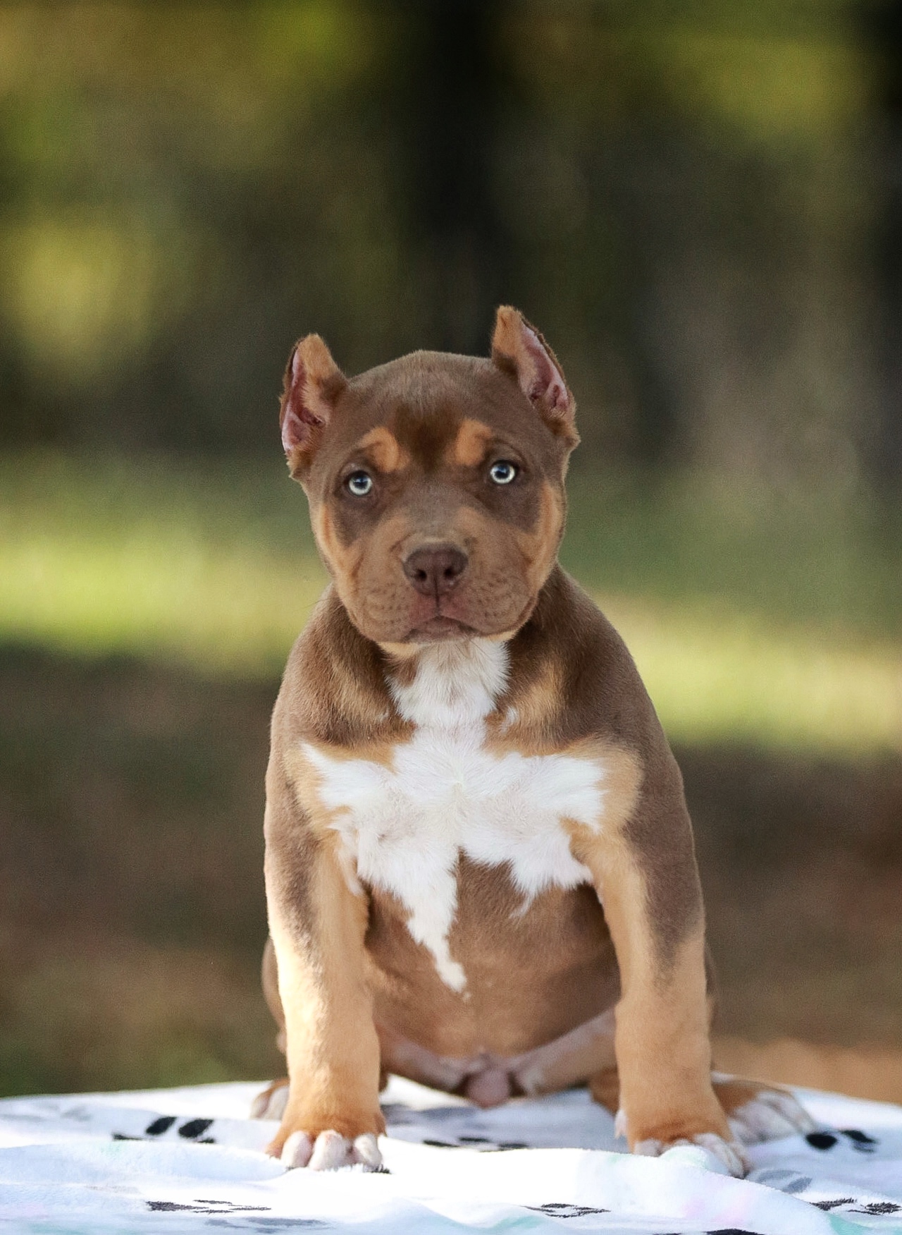Dog Featured Image
