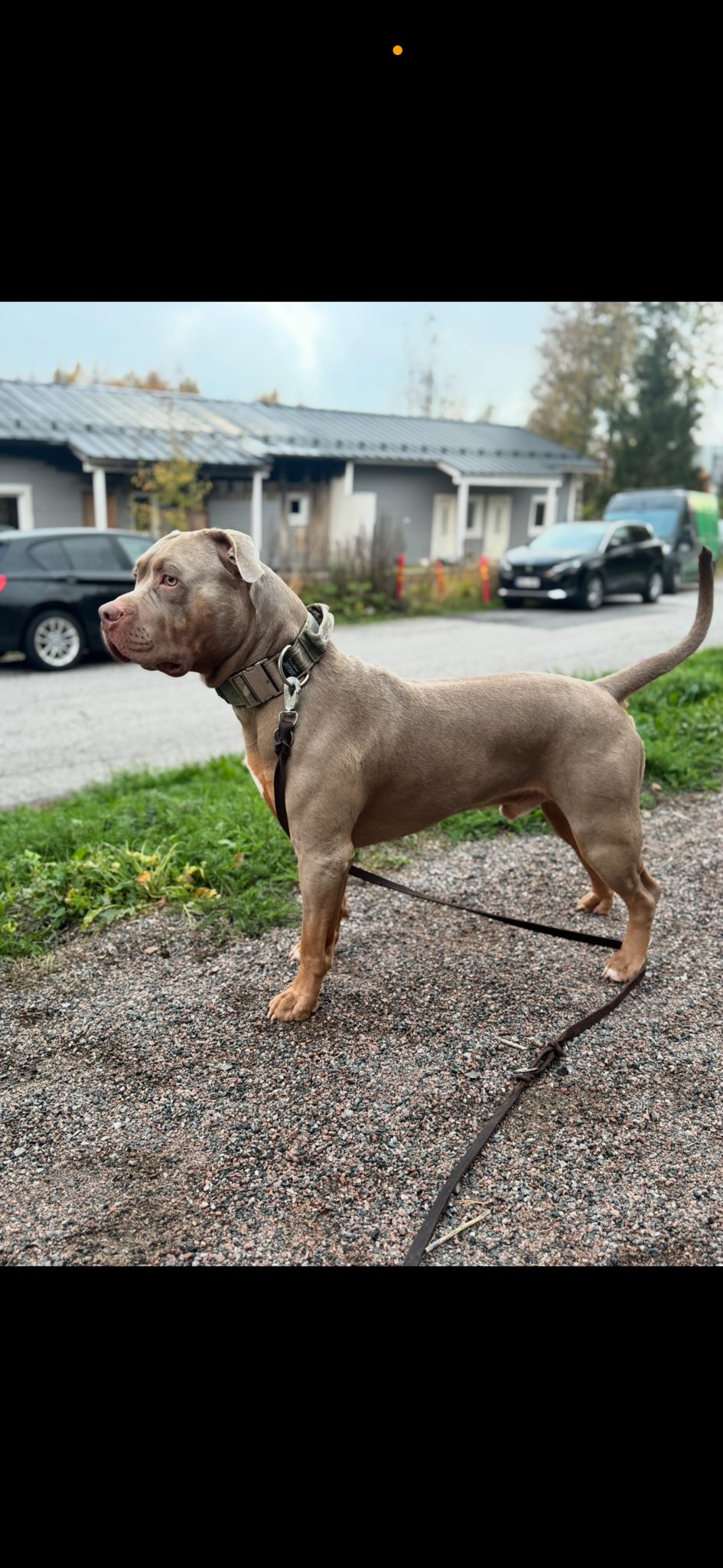 Dog Featured Image