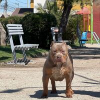 KOB OSO