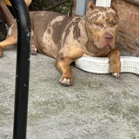 Cayenne Summer Foster