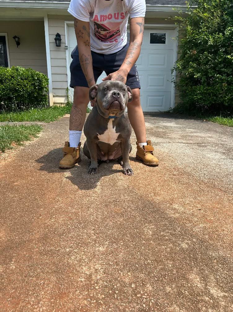 Dog Featured Image
