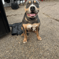 DreamBigBulliez Apollo