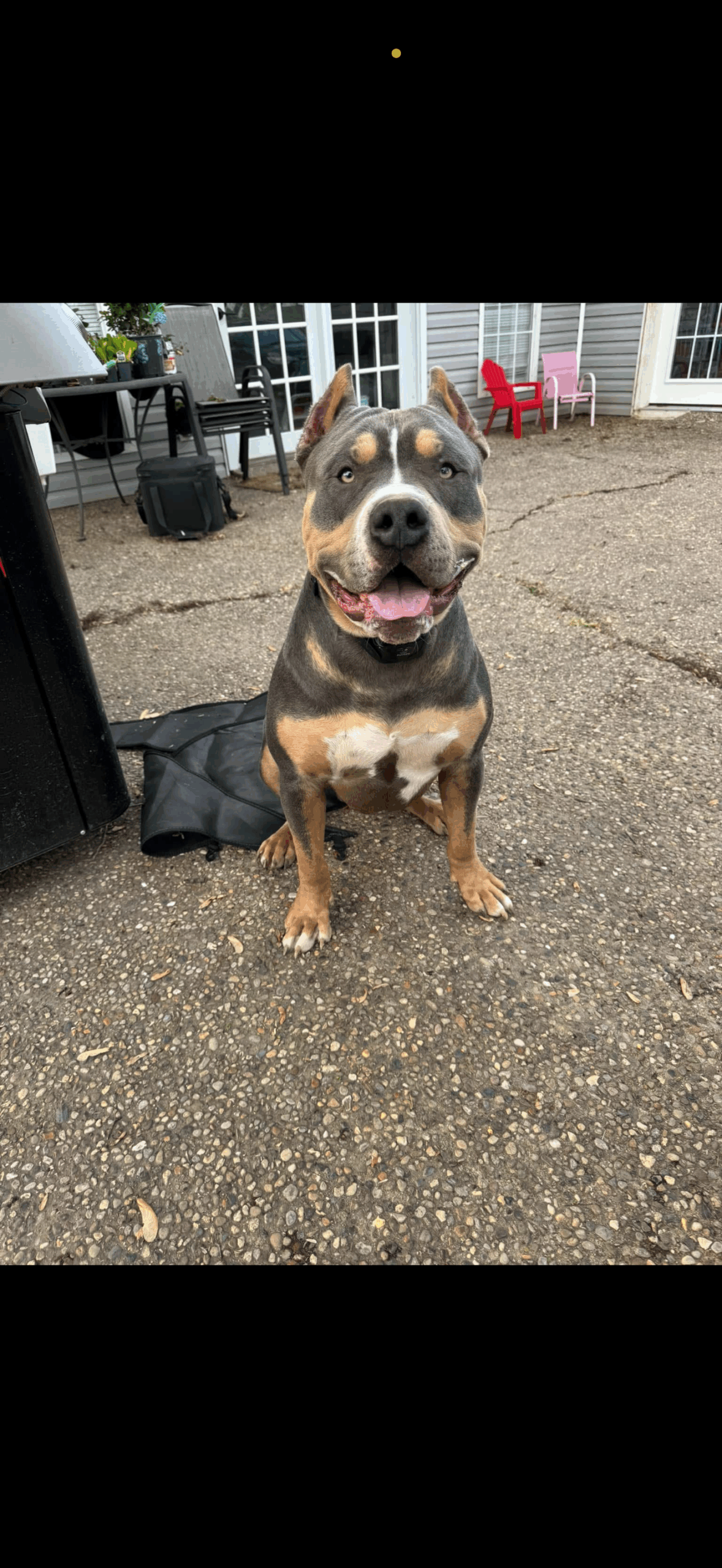 Dog Featured Image