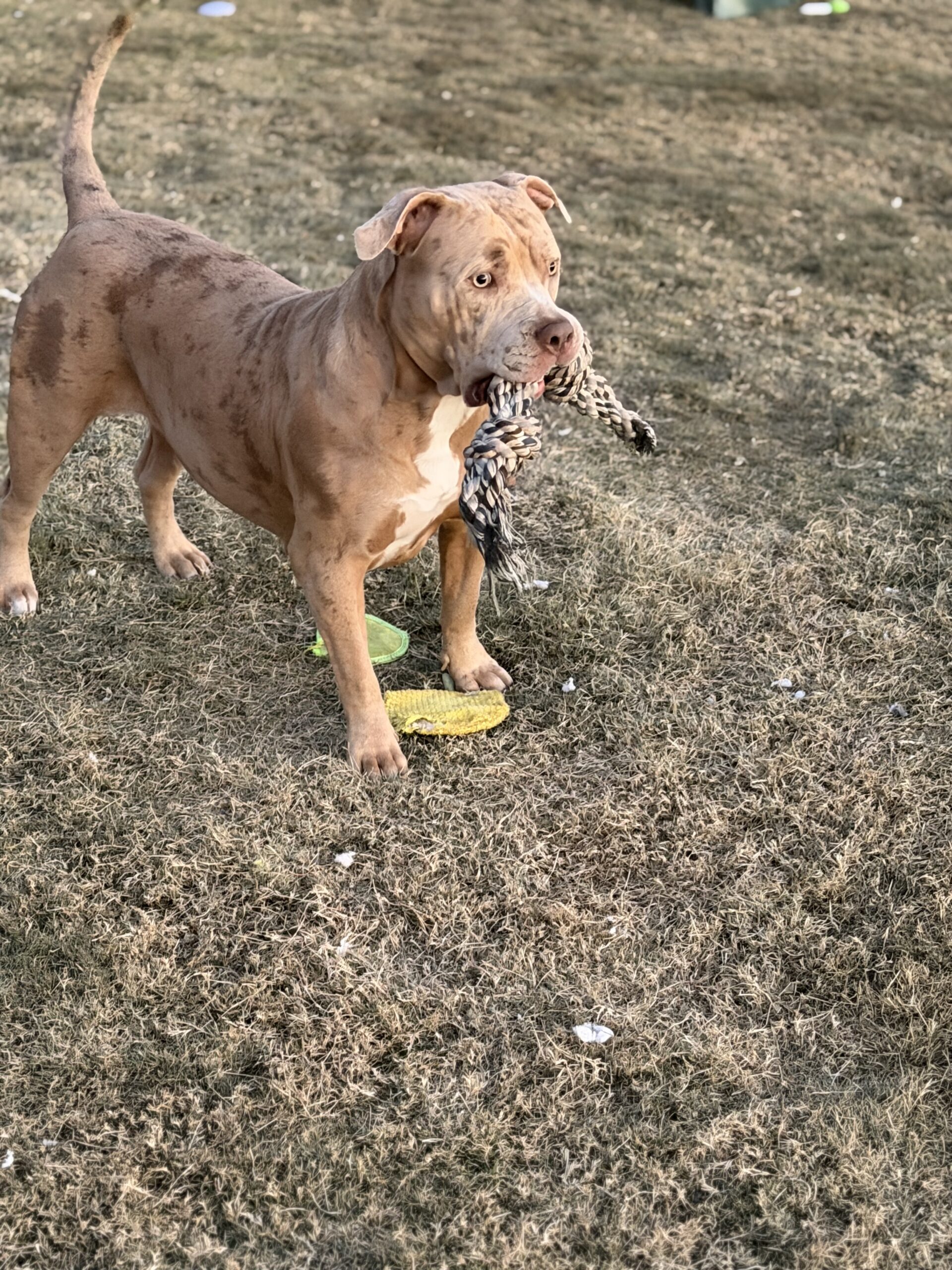 Dog Featured Image