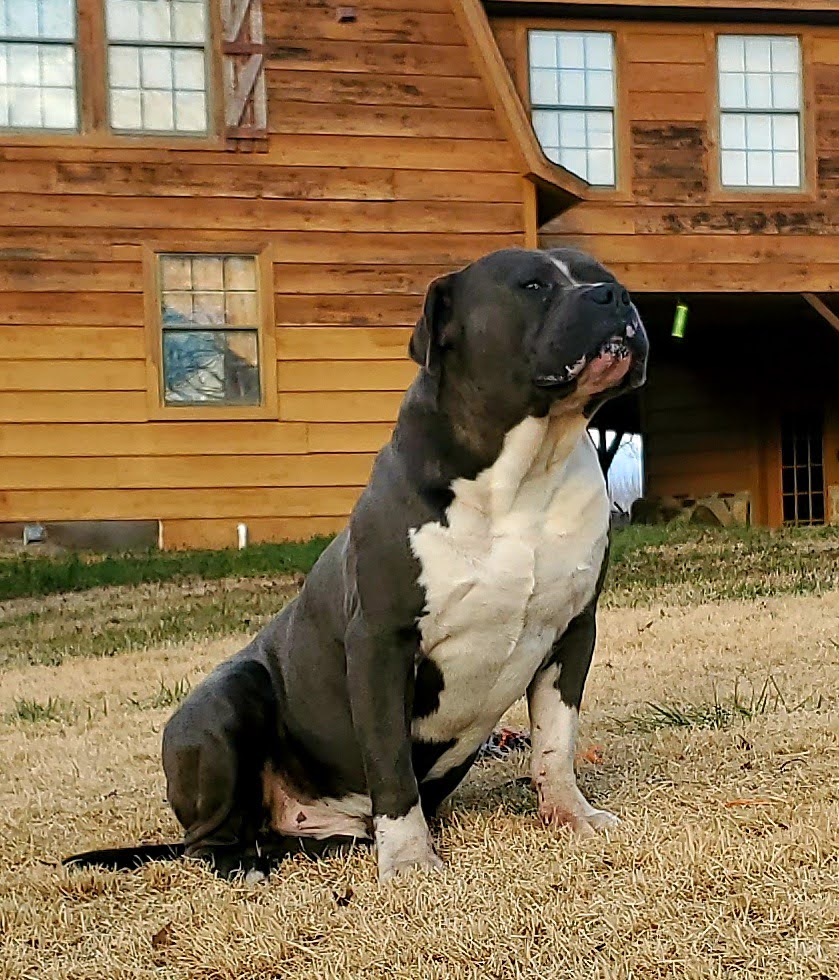 Dog Featured Image