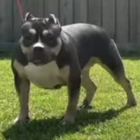 Daisy Mae of LadyMade Kennels