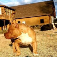 Dog Featured Image