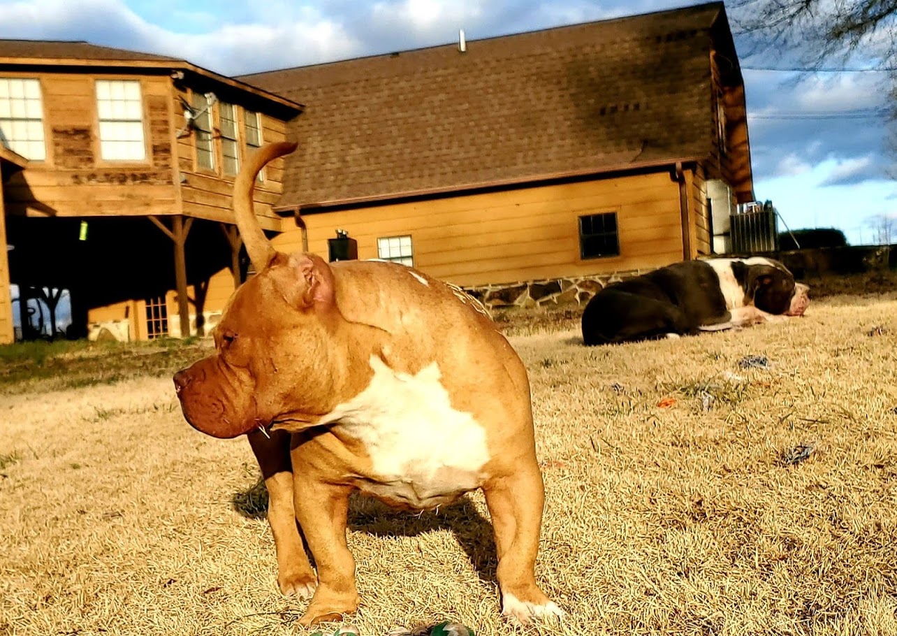 Dog Featured Image