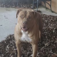 Dog Featured Image