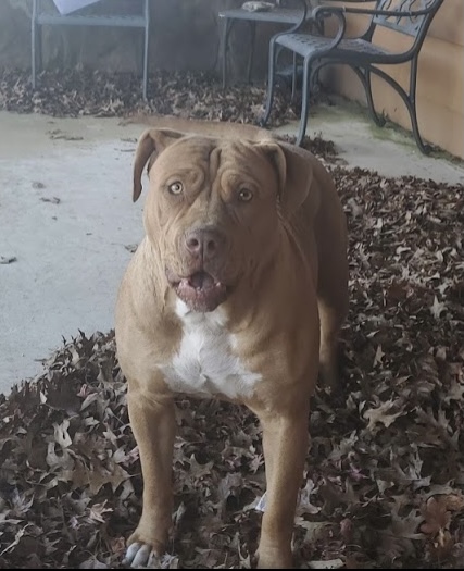Dog Featured Image