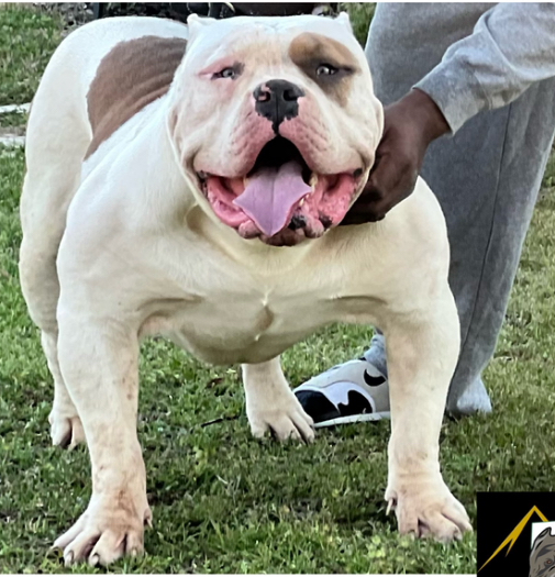 Dog Featured Image