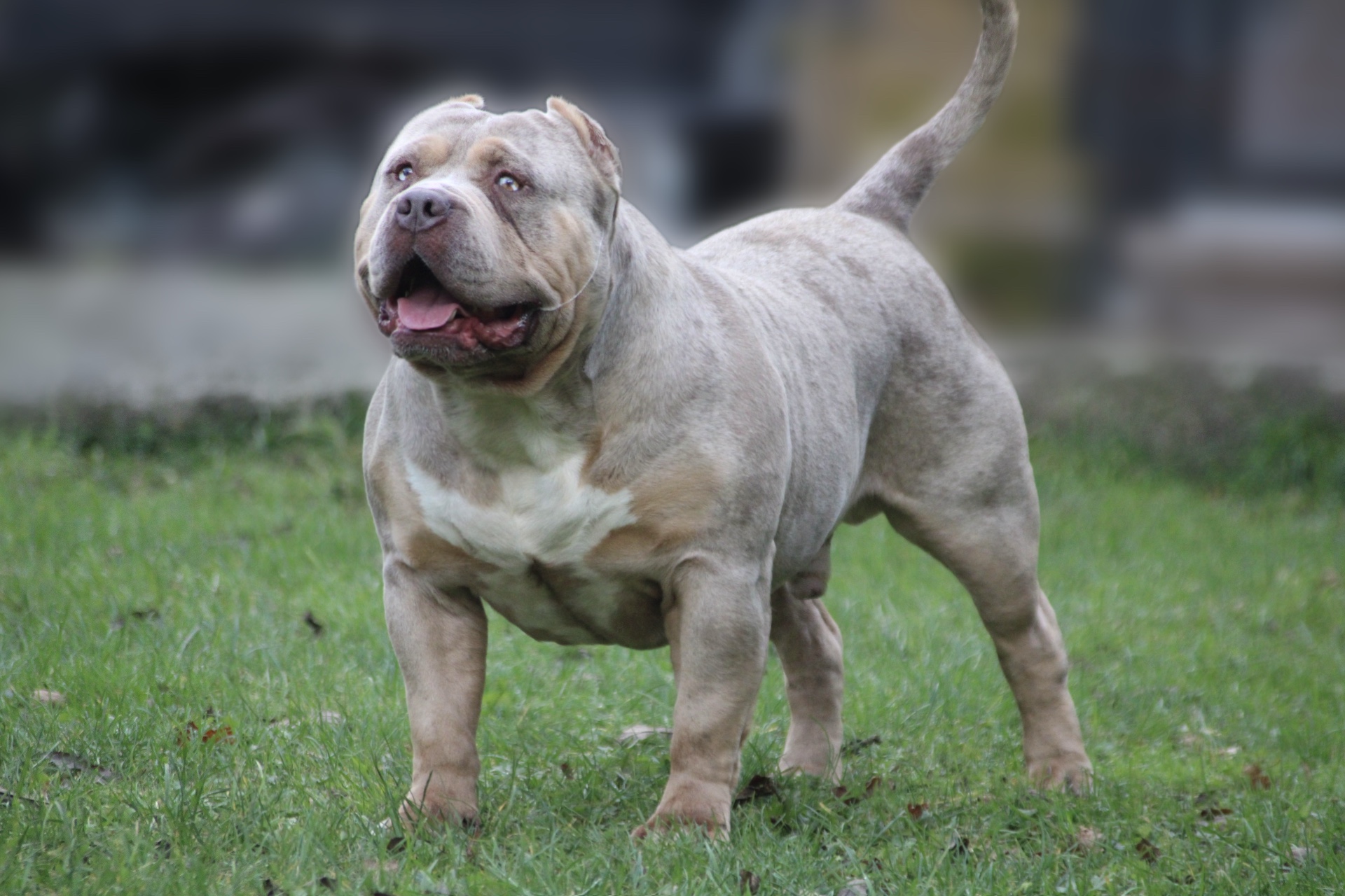 Dog Featured Image