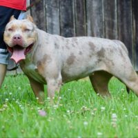Mythic Bull kennels Fatality
