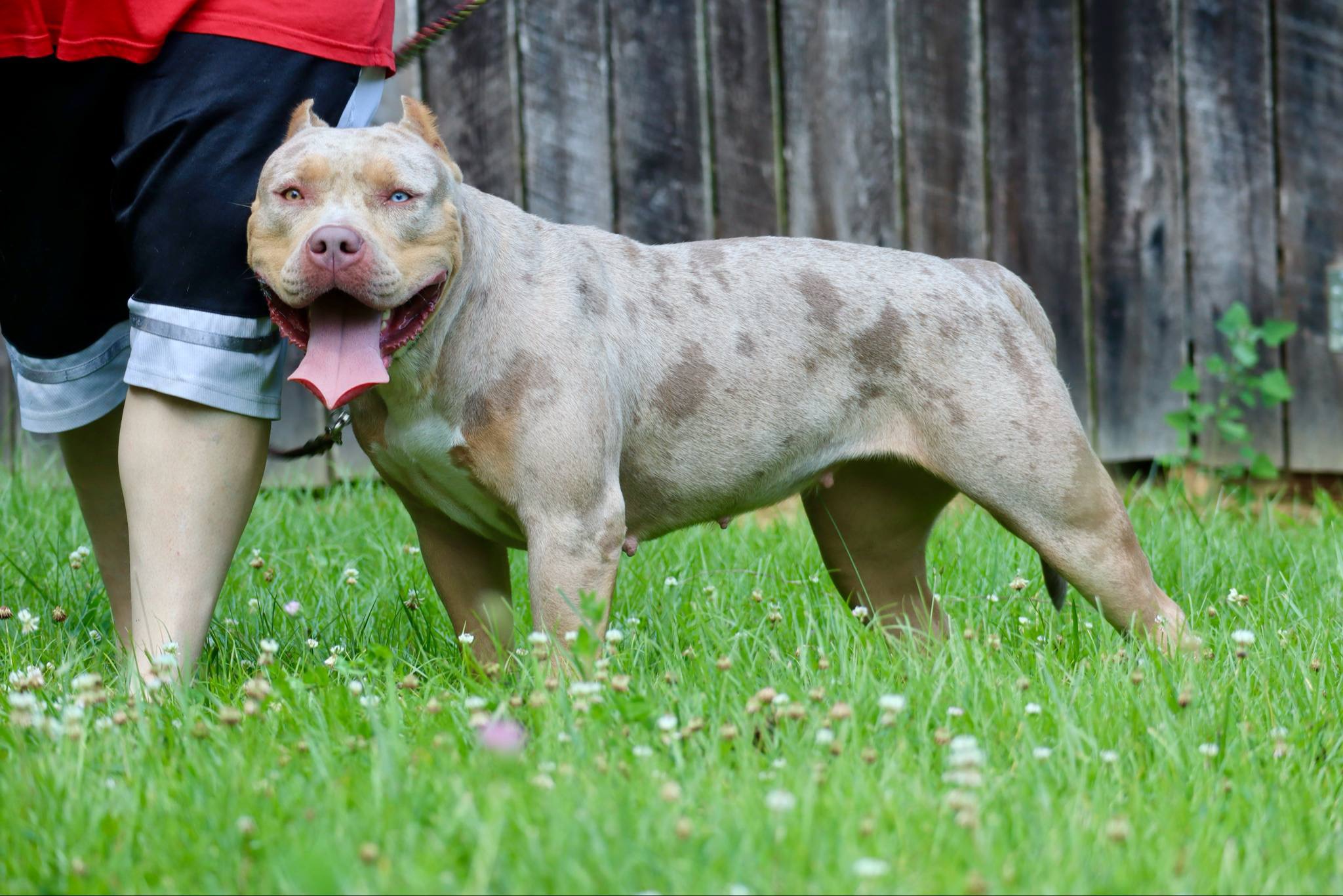 Dog Featured Image