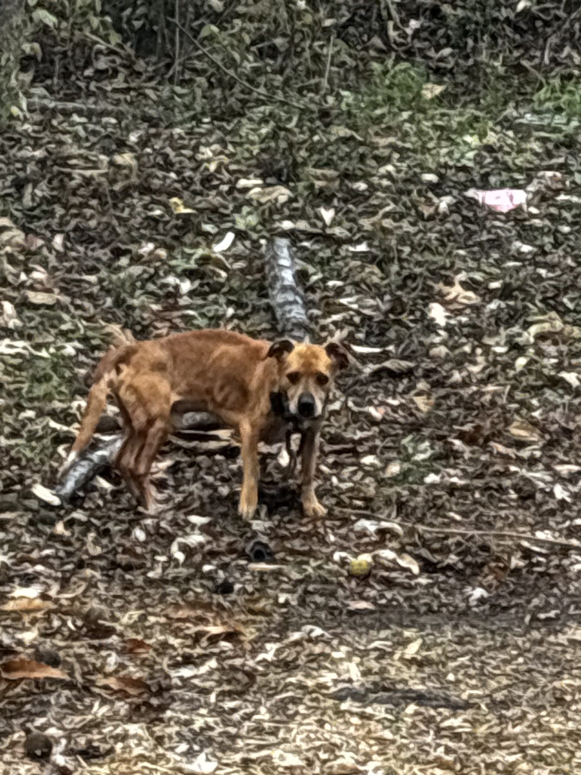 Dog Featured Image