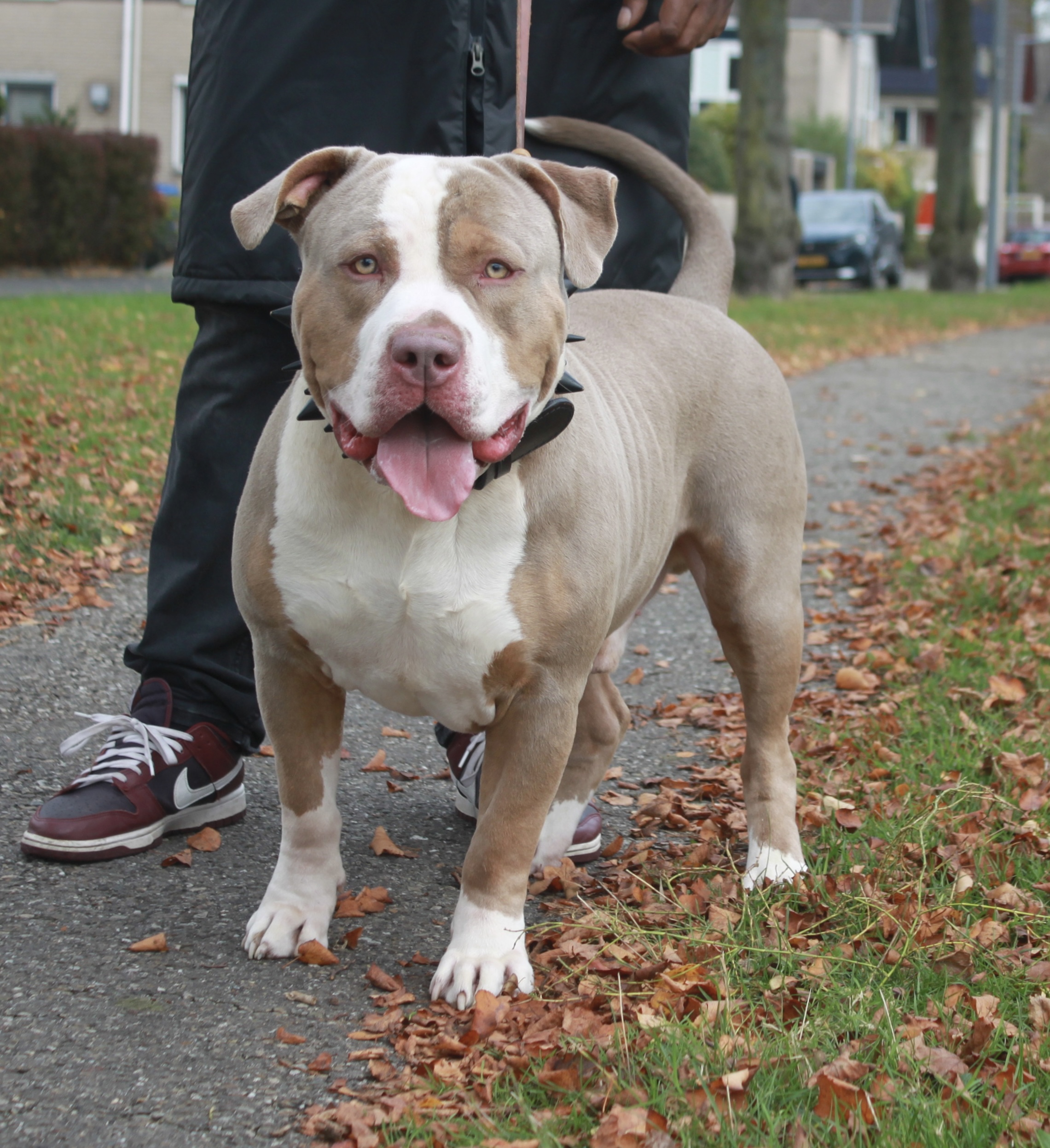 Dog Featured Image