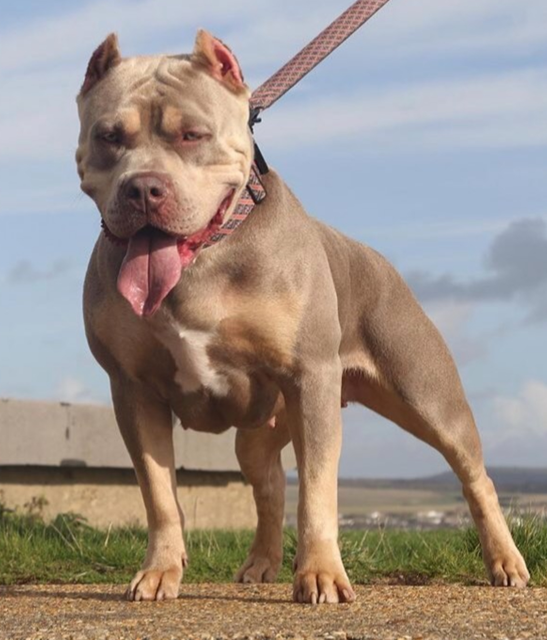 Dog Featured Image